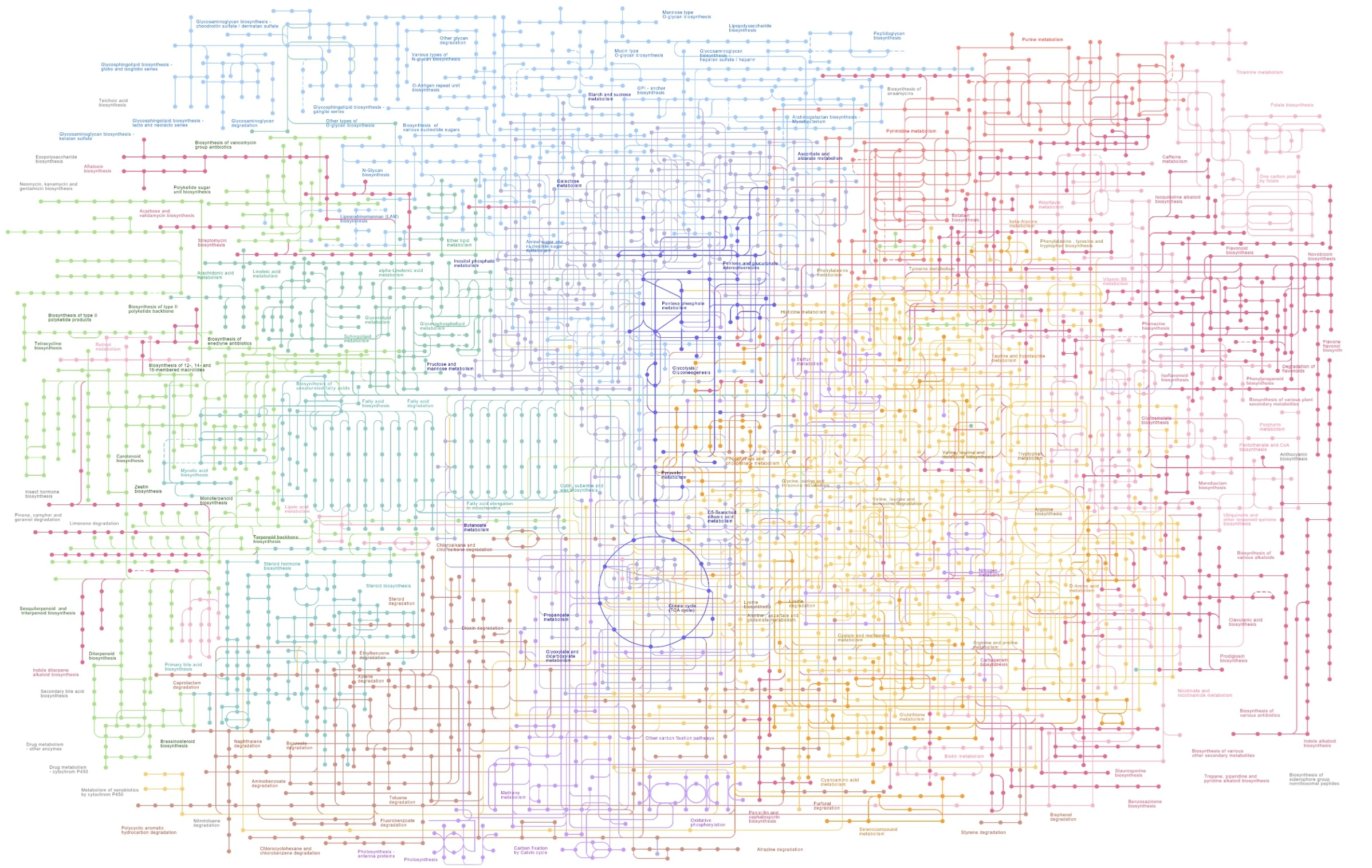 3 Metabolic Pathways